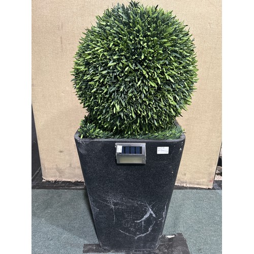 6013B - Rosemary topiary ball tree, Original RRP £119.99 + VAT (351-607) *This lot is subject to VAT