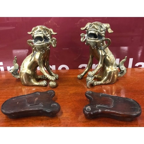 106 - A pair of Chinese Quing Dynasty gilt bronze dogs of fo, on Hongmu stands