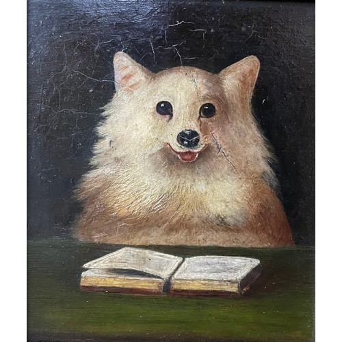 427 - English School (early 20th Century), small study of a Pomeranian reading a book, oil on board, frame... 