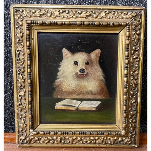 427 - English School (early 20th Century), small study of a Pomeranian reading a book, oil on board, frame... 