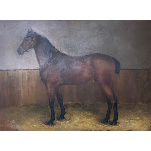 418 - English School (early 20th Century), study of a stallion in a stable, titled Alonzo, oil on board, f... 