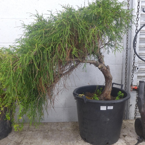 5151 - A potted Juniper Bonsai tree