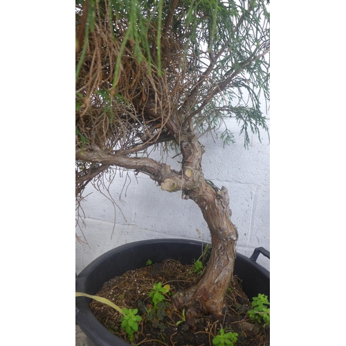 5151 - A potted Juniper Bonsai tree