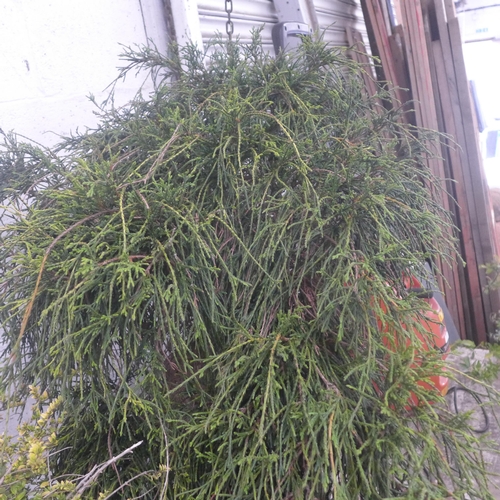 5151 - A potted Juniper Bonsai tree