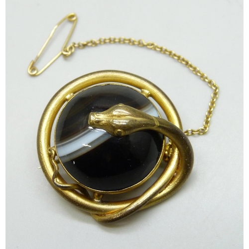 7179 - A Victorian gilt metal brooch in the form of a snake set with banded agate, 2.9cm