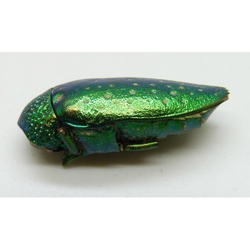 7235 - A scarab beetle, 2.8cm