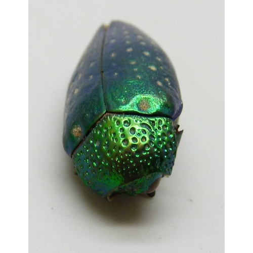 7235 - A scarab beetle, 2.8cm