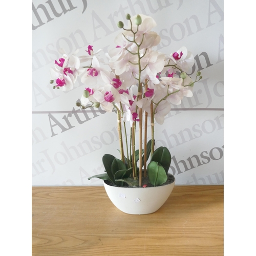 6017 - Orchid assortment in pot (371-95) *This lot is subject to VAT