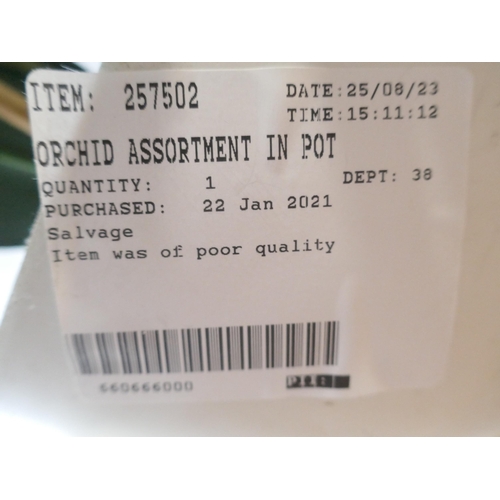 6017 - Orchid assortment in pot (371-95) *This lot is subject to VAT