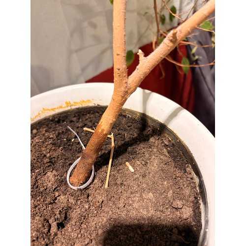 3007 - A white ceramic pedestal with planter