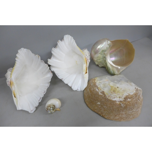 2023 - Two bear paw clam shells and three other shells