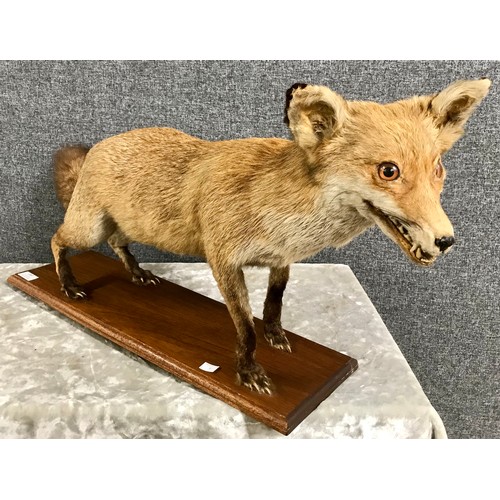 282 - A taxidermy fox, mounted on an oak plinth