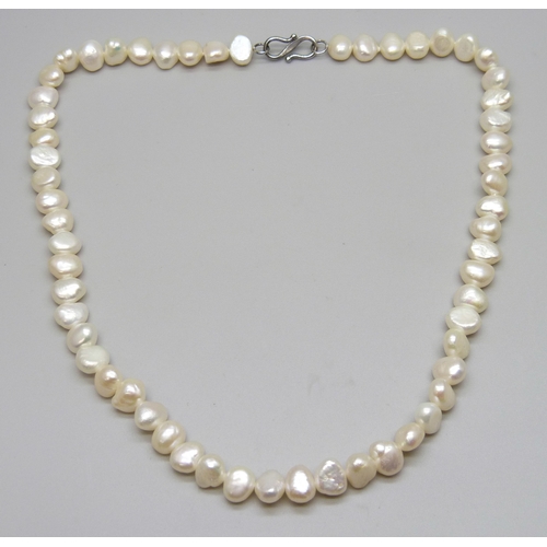 7130 - A freshwater pearl necklace with a silver clasp, 30g, 43cm