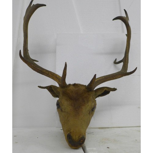 2217A - Taxidermy; A late 19th Century taxidermy stag head