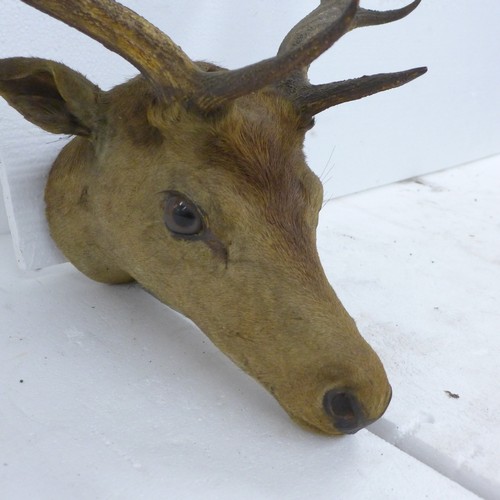 2217A - Taxidermy; A late 19th Century taxidermy stag head