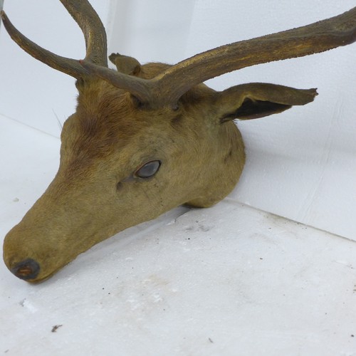 2217A - Taxidermy; A late 19th Century taxidermy stag head