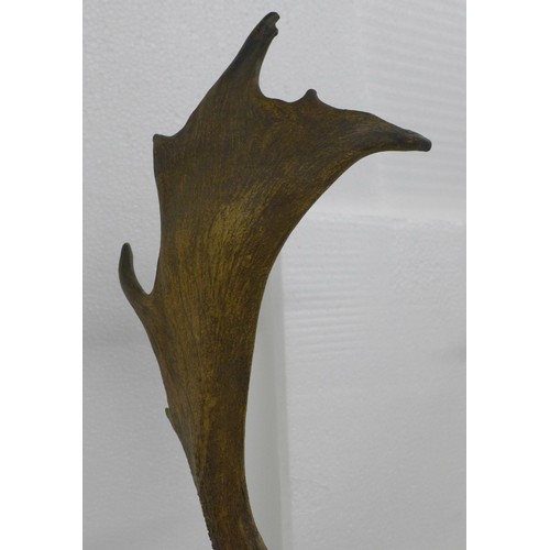 2217A - Taxidermy; A late 19th Century taxidermy stag head
