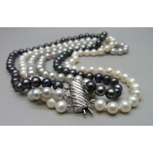 7090 - A three stand black, grey and white pearl choker necklace with a silver clasp, 60g, 38cm shortest st... 