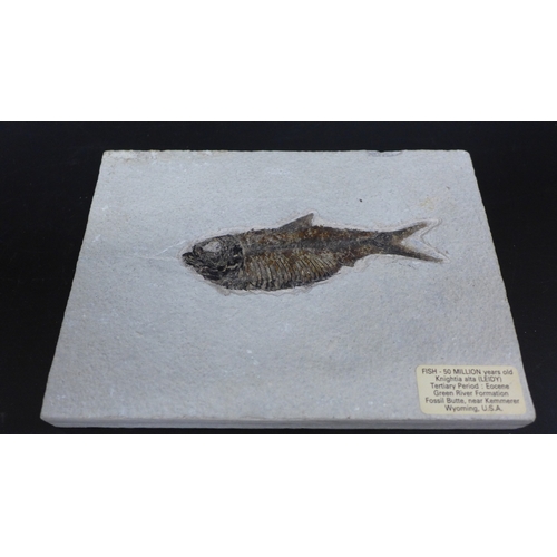 2026 - A fossilsed Knightia alfa (Leidy) fish, Tertiary period: Eocene from the Green River formation fossi... 