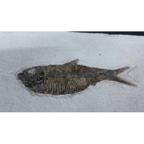 2026 - A fossilsed Knightia alfa (Leidy) fish, Tertiary period: Eocene from the Green River formation fossi... 