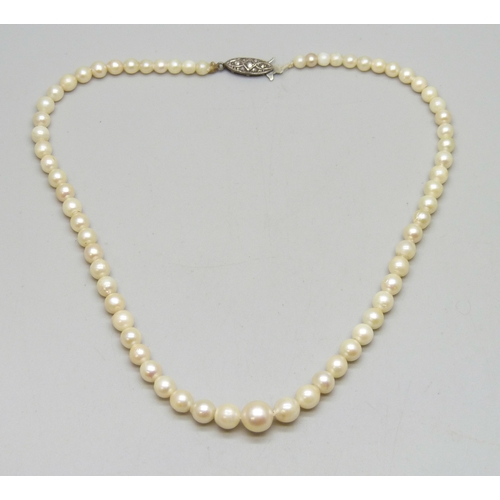 Lot 7038      