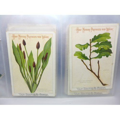 Lot 2036C     