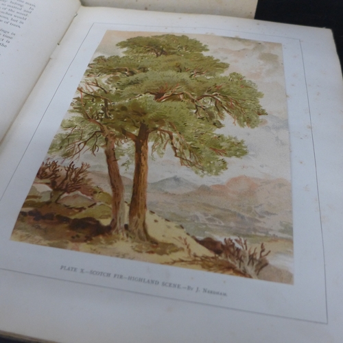 2054A - Studies of Trees in pencil and watercolours by J. Needham, Blackie & Sons Publishers, together with ... 