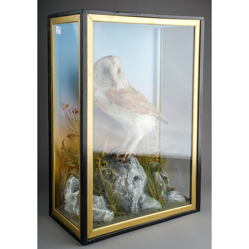 330 - Taxidermy: an early 20th Century cased Barn Owl  (Tyto alba) on naturalistic rock and foliage settin... 