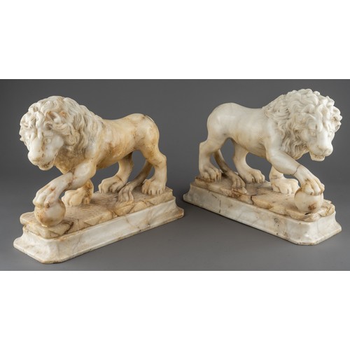 631 - A pair of 18th / 19th century grand tour carved alabaster Medici lions, on separate plinths, each ap... 