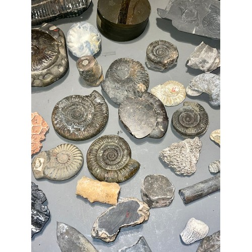 103 - One tray of fossils to include ammonites