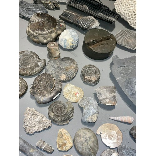 103 - One tray of fossils to include ammonites