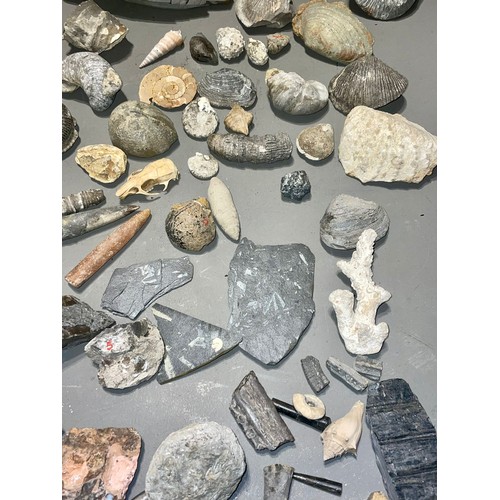 103 - One tray of fossils to include ammonites