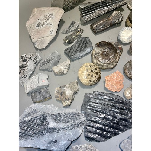 103 - One tray of fossils to include ammonites