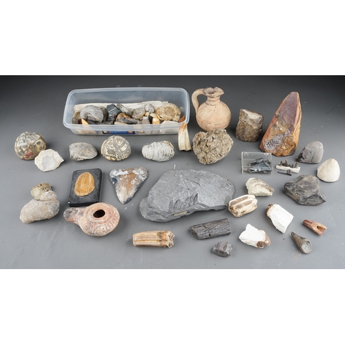 105 - One tray of fossils to include ammonite and trilobite