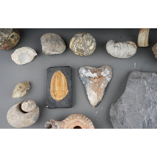 105 - One tray of fossils to include ammonite and trilobite