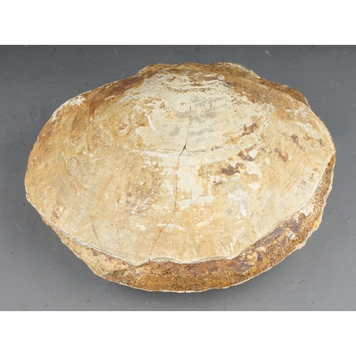 144 - A large clam shell, approx 23cm wide, approx 2995g