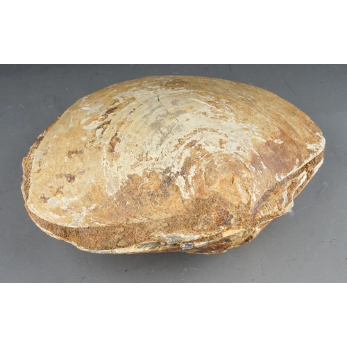 144 - A large clam shell, approx 23cm wide, approx 2995g