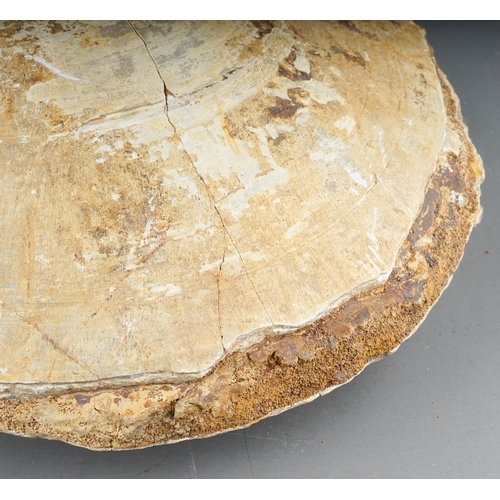 144 - A large clam shell, approx 23cm wide, approx 2995g