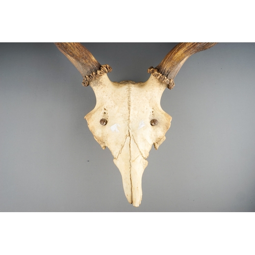 378 - A large set of stag antlers with skull cap, 9 point (5 and 4)