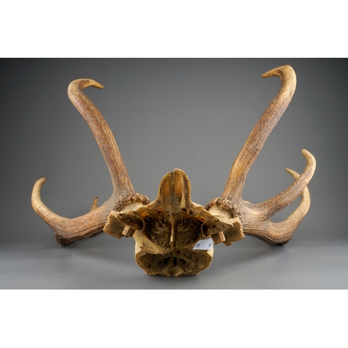 378 - A large set of stag antlers with skull cap, 9 point (5 and 4)