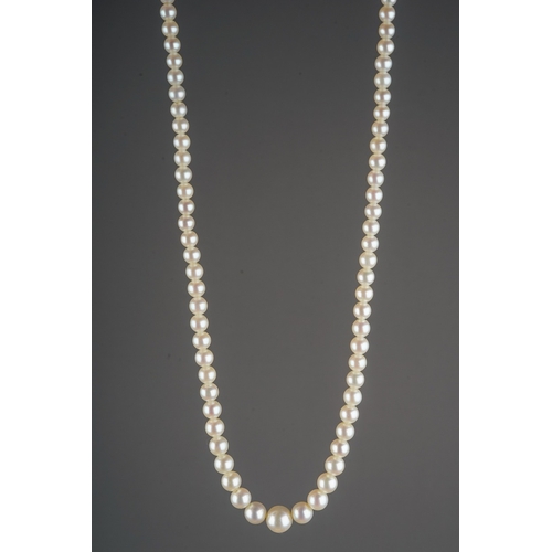 31 - A graduated string of cultured Mikimoto pearls, approx 3mm - 7mm, approx 43cm long, silver clasp wit... 