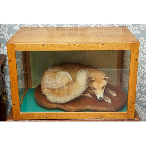 589 - TAXIDERY: an early 20th Century oak cased Red Fox (Vulpes Vulpes), the case 74cm wide x 46cm deep x ... 