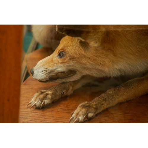 589 - TAXIDERY: an early 20th Century oak cased Red Fox (Vulpes Vulpes), the case 74cm wide x 46cm deep x ... 