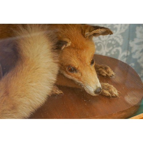 589 - TAXIDERY: an early 20th Century oak cased Red Fox (Vulpes Vulpes), the case 74cm wide x 46cm deep x ... 