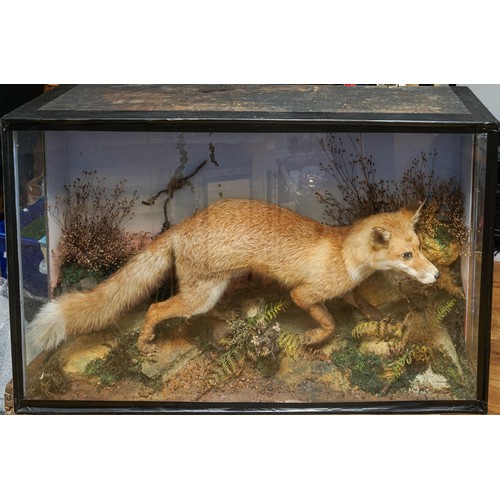 601 - Taxidermy: a late 19th/eEarly 20th century cased Red Fox (vulpes vulpes) set in naturalistic setting... 