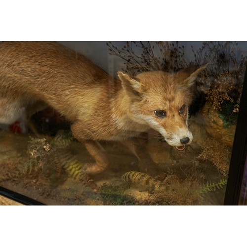 601 - Taxidermy: a late 19th/eEarly 20th century cased Red Fox (vulpes vulpes) set in naturalistic setting... 