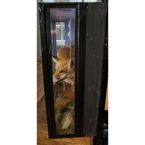 601 - Taxidermy: a late 19th/eEarly 20th century cased Red Fox (vulpes vulpes) set in naturalistic setting... 