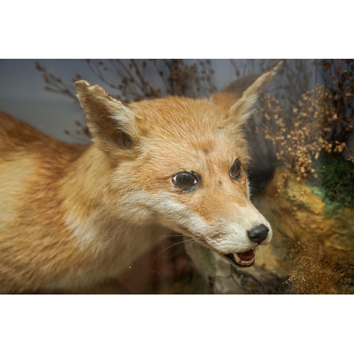 601 - Taxidermy: a late 19th/eEarly 20th century cased Red Fox (vulpes vulpes) set in naturalistic setting... 