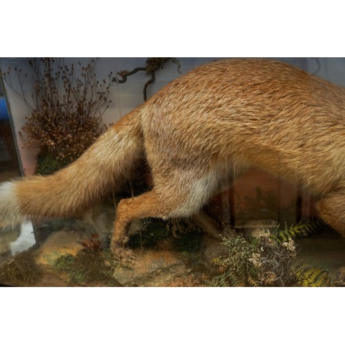 601 - Taxidermy: a late 19th/eEarly 20th century cased Red Fox (vulpes vulpes) set in naturalistic setting... 