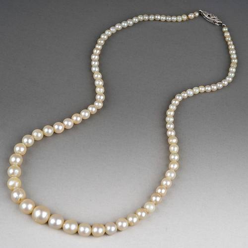 203 - A single row string of graduated cultured pearls, 9ct white gold clasp, approx 39cm long